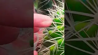 #Succulent #plant #succulents #plants #cactus #propagation #homegarden #care #tips