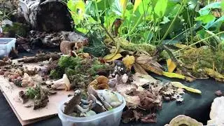 Грибная выставка в 