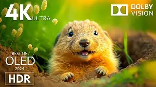 BABY ANIMALS | DOLBY VISION 4K HDR with Soothing Relaxation Music (Dynamic Color)