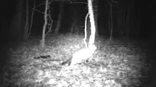 rencontre d'un blaireau avec mon chat.wmv