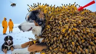 Bernese Mountain Dog Covered in Millions of Barnacles & Parasites Rescued  |Animal rescue
