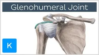 Glenohumeral (Shoulder) Joint - Definition - Human Anatomy | Kenhub