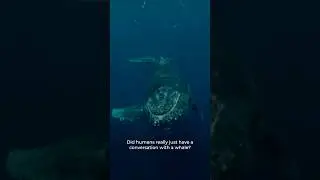 Did humans really just have a conversation with a whale?