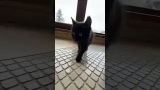 Бенчик!😻