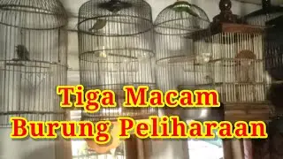 Tiga Macam Burung Peliharaan