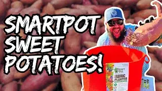 SmartPot Sweet Potatoes! | Growing Sweet Potatoes in Fabric Pots!