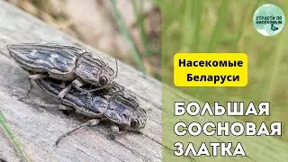 Большая сосновая златка. Как найти жука / Насекомые Беларуси