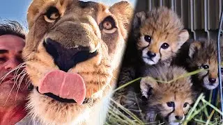 Members Ask Meg - What Happened to the Miracle 8 Cheetah? | The Lion Whisperer
