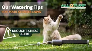 Watering Tips for Early Summer | All Turf Lawn Care, Atlanta