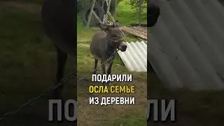 ПОДАРИЛИ ЖИВОГО ОСЛА СЕМЬЕ ИЗ ГЛУХОЙ ДЕРЕВНИ! 