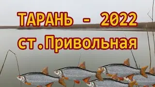 ТАРАНЬ - 2022 - ПРИВОЛЬНАЯ /// Рыбалка на Кубани 2022 /// Выпуск № 30