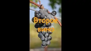Второе вино из жмыха