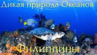 Дикая природа Океанов.Филиппины.