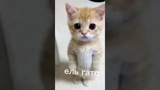 вспомним их 😭#мемы #эльгато #доги #максвел #shorts