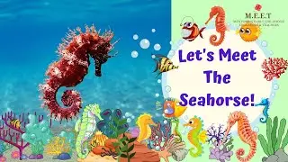 Let's Meet The Seahorse! Kindergarten Learning videos for Kids- Marine Animals for kids