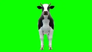 GFM - 4K/HD - Royalty Free Download - Cow 5 - Green Screen - Animation - FX - Cinematic Special FX