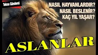 Aslanlar Nasıl Hayvanlardır, Nasıl Beslenir, Kaç Yıl Yaşar? #aslanlar #hayvanlar #aslan #beslenir