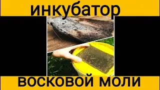 Инкубатор для восковой моли. Продукт жизнедеятельности личинки восковой моли.