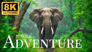Jungle Adventure 8K ULTRA HD🐅Relaxing Landscape Movie With Soothing Music