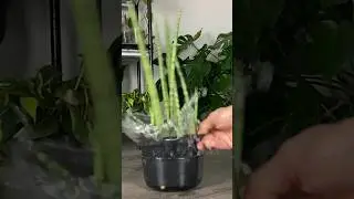 Snake Plant Propagation in Water #plants #sansevieria #snakeplant #houseplants