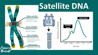 Satellite DNA | Minisatellite and Microsatellite | Short Tandem Repeats | Mol-bio