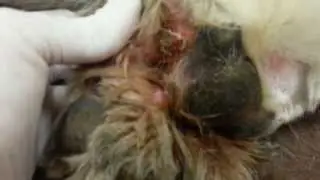 Dog with Maggot Infested Paw