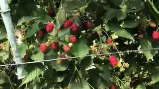 Польша. Ежевика Прайм Арк Фридом.