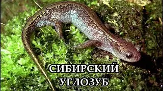 СИБИРСКИЙ УГЛОЗУБ - Не боящаяся заморозки амфибия