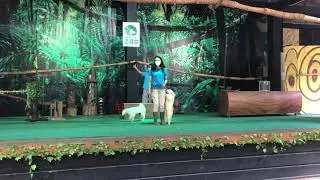 Nonton pertunjukan anjing lucu di Kebun Binatang Bandung!! Lucu bangett