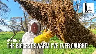 Swarm Frenzy: Mastering the Art of Catching a Massive Bee Swarm | The Bush Bee Man