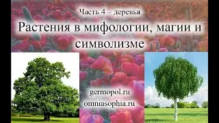 Растения. Часть 4 – деревья.