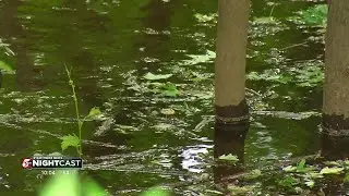 Rainy May brings surge of mosquitoes in several areas across Minnesota