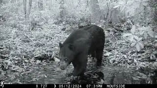 Searching for Florida Wildlife (Trail Camera Videos)