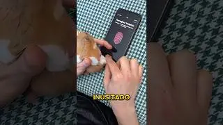 HAMSTER TEM DIGITAL?