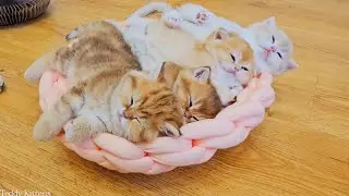 Time for Relaxation 🥰 Cute Baby kittens