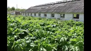 Село Авчурино стонет от засилья борщевика Сосновского