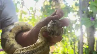 TURNS OUT MISSISSIPPI RESIDENTS AREN’T SMARTER THAN FLORIDA RESIDENTS IN RED TAILED BOA CAGING/CARE