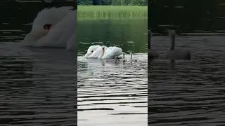 Танец любви 🦢🤍🦢 