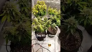 Day 65 of Flower 