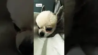 Спит, но уши всегда на чеку 😃