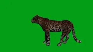 Leopard roar green screen video | Copyright Free