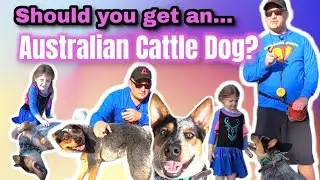 Australian Cattle Dog Right for You and Your Family?