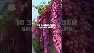 10 заповедей виноградаря! Практическая польза в 1 видео. 