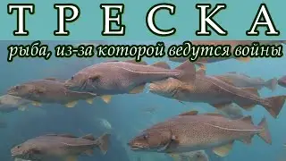 ТРЕСКА - Рыба, из-за которой ведутся войны