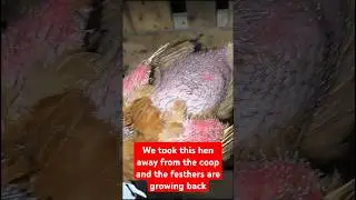 #poultry #freerangechickens #chicken #farmlife #homestead #farming #easyfarming