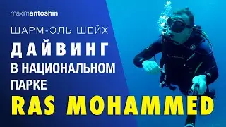 Шарм эль Шейх. Дайвинг в национальном парке Ras Mohammed с дайвинг-центром "Дельфин"