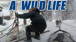 WILD Adventures in Alaska | Van Life, Dog Mushing and More!