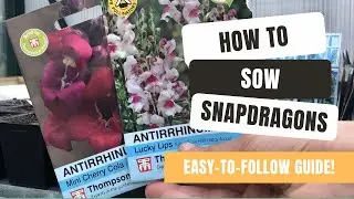 How To Grow Spectacular Snapdragons From Seed