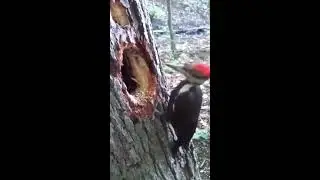 Wood pecker making hole in a tree - Its amazing bird - Trending Infotainment