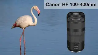 Canon RF100-400 f/5.6-8 - Long-term review for wildlife photography